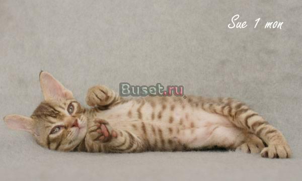 Котята девон-рекс Москва