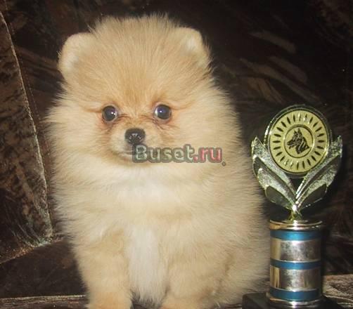 Немецкий миниатюрный шпиц Санкт-Петербург