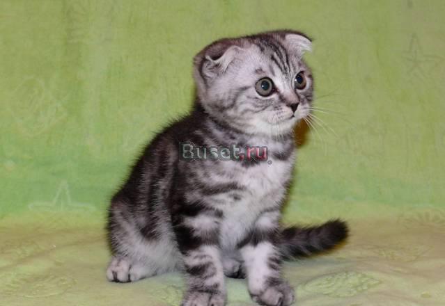 Продается шотландский котик Москва