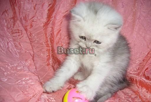 Британские котята Москва