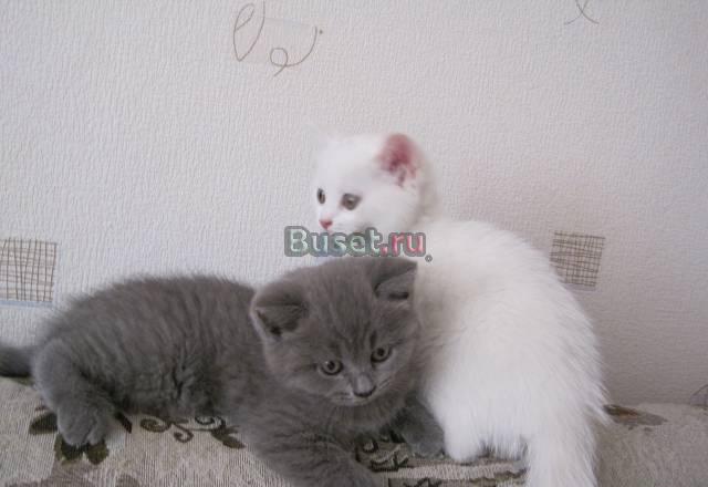 Котята британцы и ангорские Москва