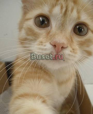 Отдам рыжую кошечку Новосибирск