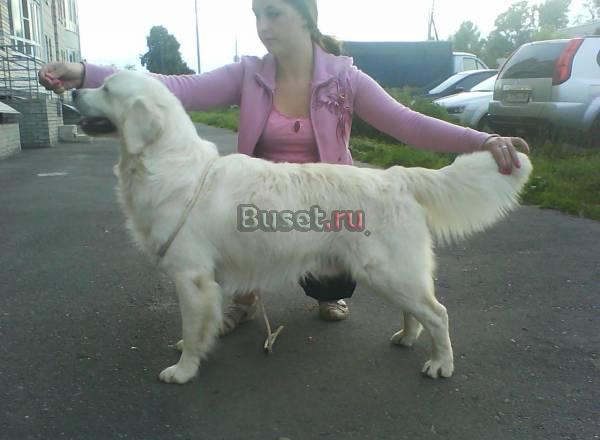 Предлагается кобель для вязки Нижний Новгород