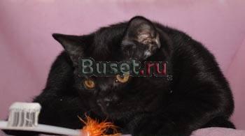 Шикарные британские котята Москва
