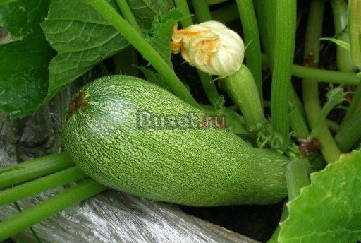 Картофель, Кабачки Погар