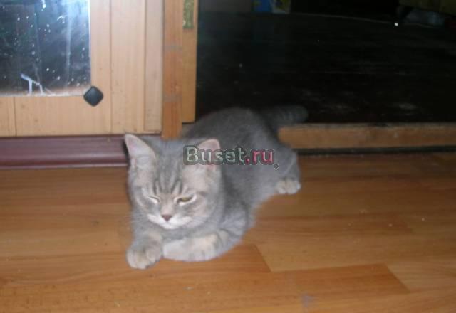 Британский котик  в дар Москва