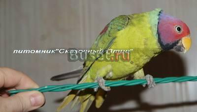 Сливоголовый попугай, мальчик Новосибирск