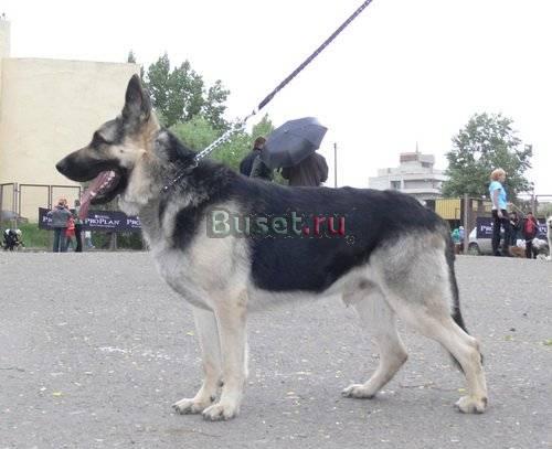 Овчарка Восточноевропейская,щенки Тюмень