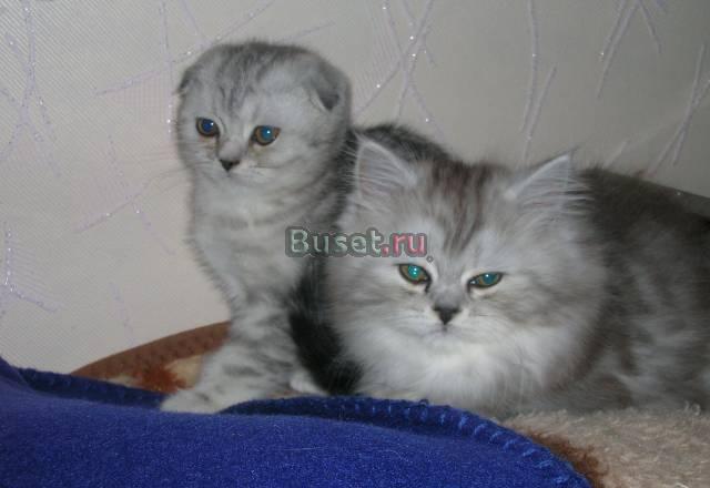 Шотландские кошечки Москва