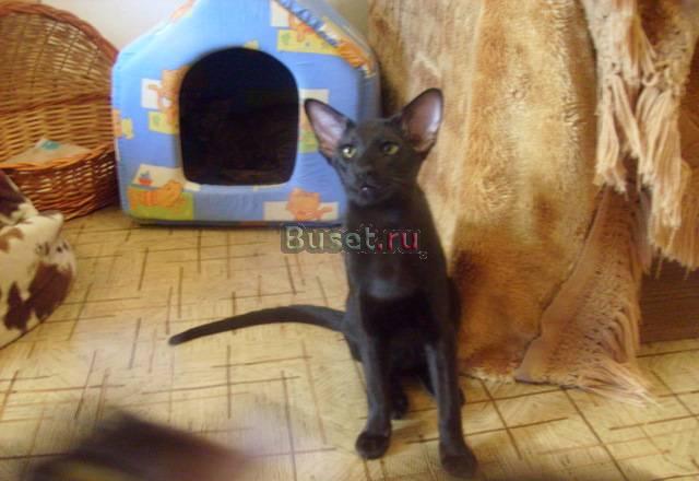 Оориентальный котик Санкт-Петербург