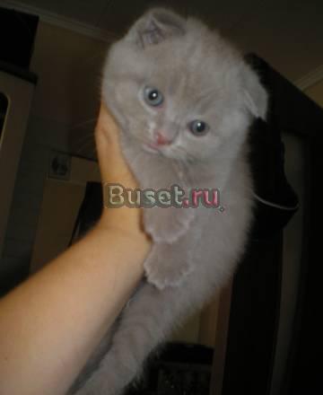 Продаю Шотландских Вислоухих Котят Москва