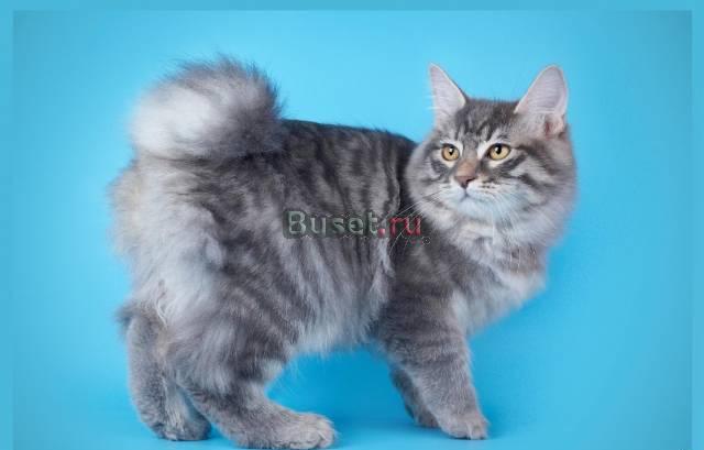 Курильский бобтейл Самара