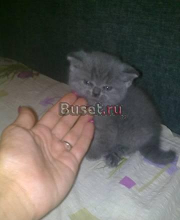 Продам британскую кошечку Москва