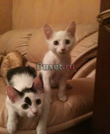 Отдадим в добрые руки чудесных котят Москва