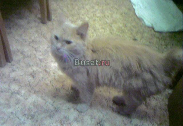 Котята Волгоград