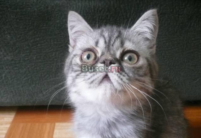 Плюшевый котик Нижний Новгород