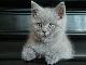 Котик Британский голубого окраса-2 месяца превью 4125 Котик Британский голубого окраса-2 месяца превью 4125.