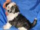 Китайская хохлатая собака (пуховые щенки) превью 6801.