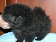 Превью Щенки померанского шпица различных окрасов Москва - 4