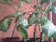 Превью Дифенбахия 150-300 рублей Санкт-Петербург - 1