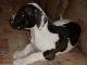 Превью Щенок американского бульдога Санкт-Петербург - 4