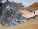 Превью Британские котята - British Cat"s Москва - 2