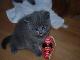 Превью Британские котята - British Cat"s Москва - 3