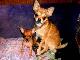 Превью Крошечная девочка чихуахуа Москва - 1