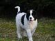 Превью Щенки породы Ландсир (Landseer ECT) Москва - 2