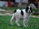Превью Щенки породы Ландсир (Landseer ECT) Москва - 3