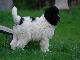 Превью Щенки породы Ландсир (Landseer ECT) Москва - 4