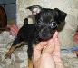 Превью Тойтерьер щенки крошки 1 мес. и подрощенные 5 мес Москва - 2