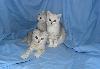 Превью Шотландские котята серебристые (вискас) и голубые Москва - 2