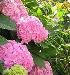 Гортензия садовая превью 103288.