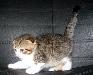 Превью Яркий биколорчик-вислоухий котик Москва - 3