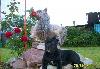 Превью Щенки кане-корсо (продаю) Москва - 1