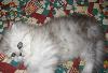 Превью котята - персы и экзоты  шиншилла и др Москва - 2