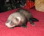Продаю домашних хорьков превью 109882.
