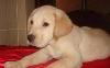 Лабрадор с родословной палевый,мальчик-недорого превью 111147.