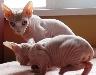 Превью Канадский сфинкс. Котенок Калининград - 3
