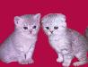 Вислоухие и британские плюшевые котята превью 112771 Вислоухие и британские плюшевые котята превью 112771.