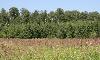 Земельные участки продам , недорого превью 112889.