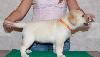 Превью Щенки лабрадора из питомника, Россия-Бразилия Санкт-Петербург - 2