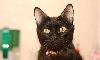 Юта - черная изящная пантерка с атласной шерсткой превью 113192 Юта - черная изящная пантерка с атласной шерсткой превью 113192.