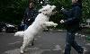 Превью Метис белого медведя Москва - 4