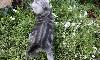 Превью Котик - черный мрамор  на серебре г. Ивантеевка Москва - 3
