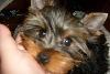 Превью Забавная и игривая девочка йорка Москва - 1