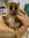 Полностью ручные малыши  - приматы превью 118002.