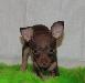 Превью Шоколадный мальчик той-терьера,мини размера Москва - 2