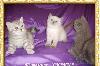 Британские котятки- милые ребятки превью 120046 Британские котятки- милые ребятки превью 120046.